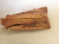 Ichneutica atristriga