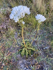 Gentianella corymbifera
