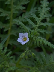 Eucrypta chrysanthemifolia