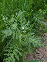 Eucrypta chrysanthemifolia