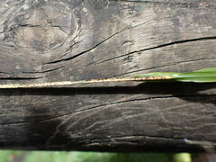 Earina mucronata