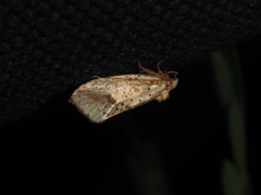Azaleodes