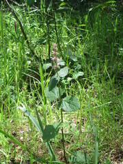Stachys bullata