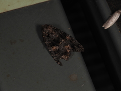 Condica macrosema