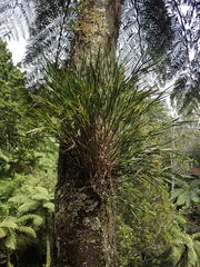 Earina mucronata