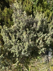 Olearia cymbifolia