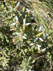 Olearia cymbifolia