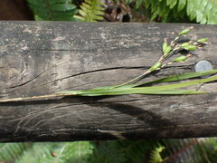 Earina mucronata