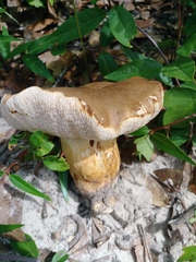 Tylopilus rhodoconius