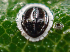 Tetraleurodes perileuca