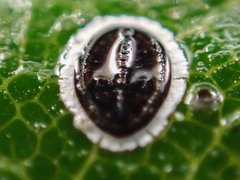 Tetraleurodes perileuca