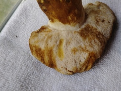 Tylopilus rhodoconius