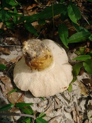 Tylopilus rhodoconius