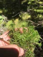 Sphagnum fallax