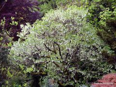 Davidia involucrata