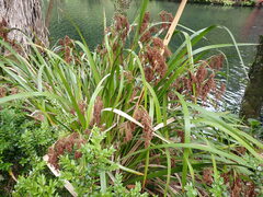 Machaerina sinclairii