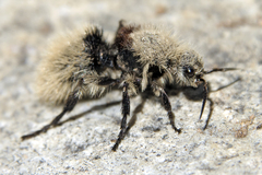 Dasymutilla magna