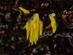Mucronella flava