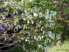 Davidia involucrata