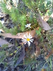 Brachyscome ciliaris