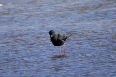 Himantopus novaezelandiae