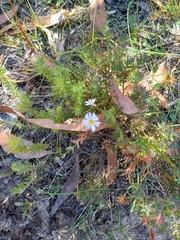 Brachyscome ciliaris