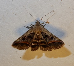 Acantholipes trajecta