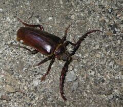 Prionus californicus