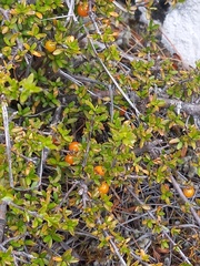 Coprosma cheesemanii