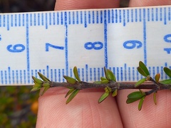 Coprosma cheesemanii