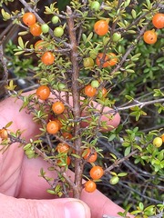 Coprosma cheesemanii