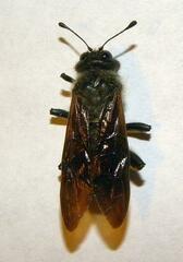 Trichiosoma triangulum