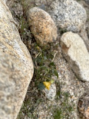 Physalis crassifolia