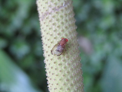 Ephydroidea