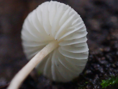 Cystolepiota seminuda