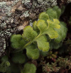 Asplenium subglandulosum