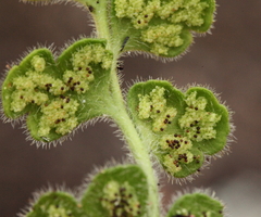 Asplenium subglandulosum