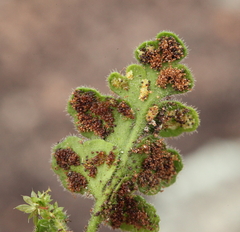 Asplenium subglandulosum