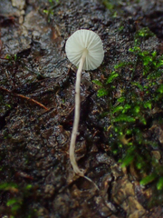 Cystolepiota seminuda