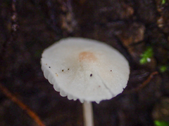 Cystolepiota seminuda