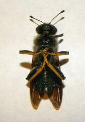 Trichiosoma triangulum