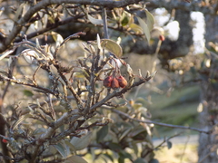 Cotoneaster franchetii