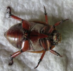 Calloodes grayianus