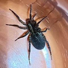 Varacosa