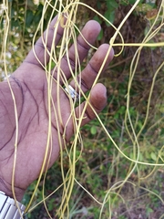 Cuscuta reflexa