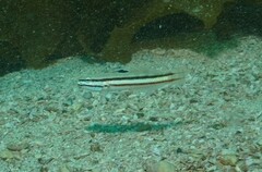 Valenciennea helsdingenii