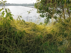 Cuscuta reflexa