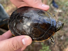 Deirochelys reticularia