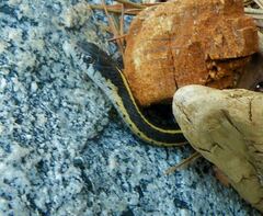 Thamnophis elegans elegans