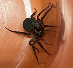 Varacosa